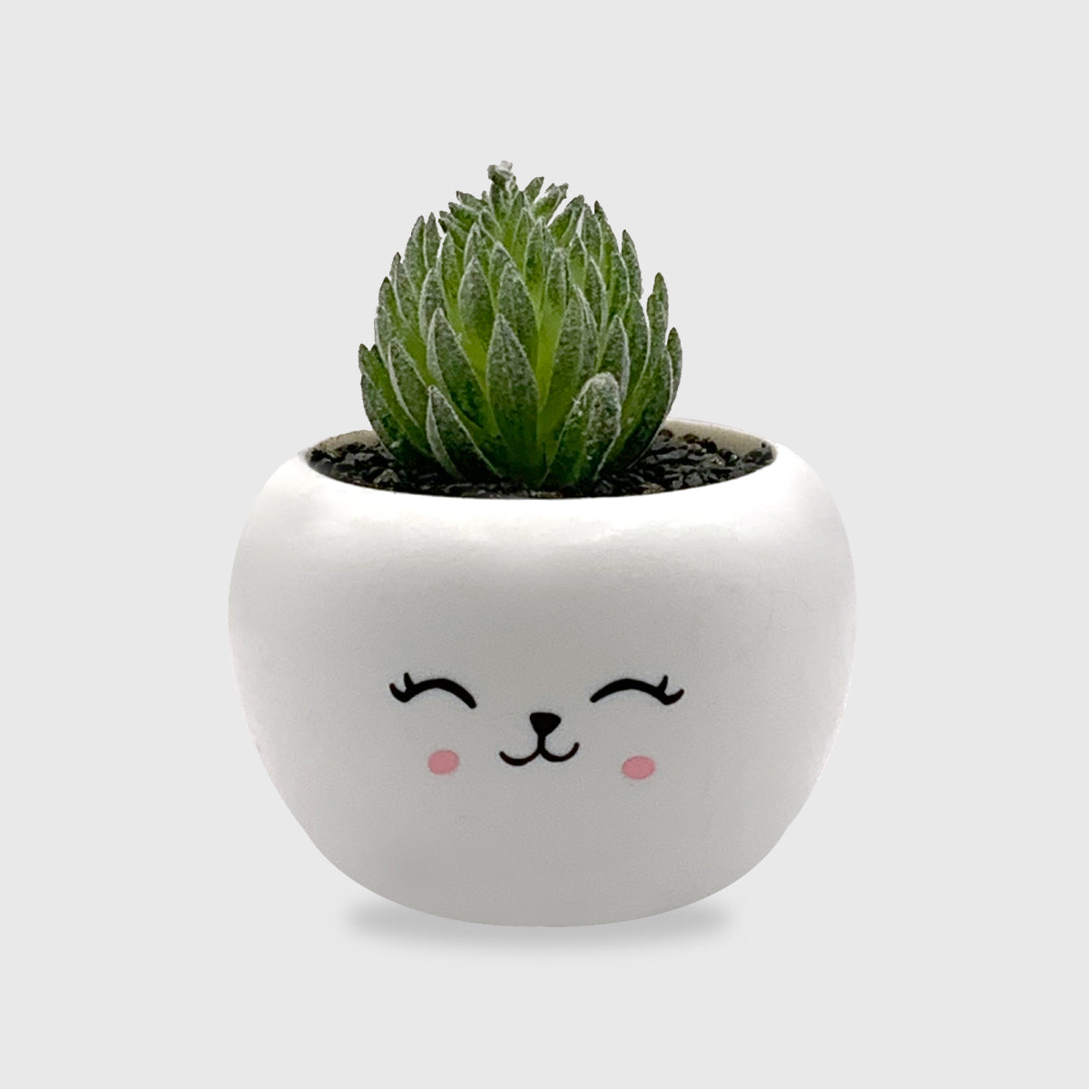 Happy Face Artificial Succulent